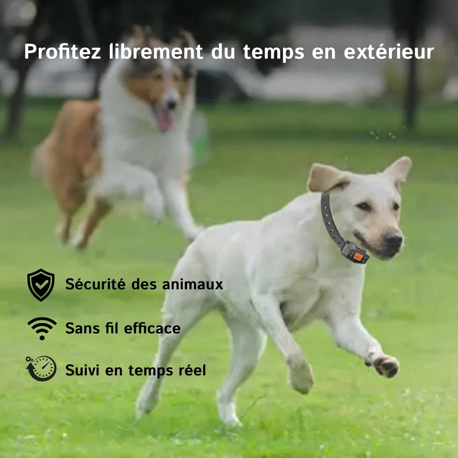 PawTracki - Collier Gps Chien