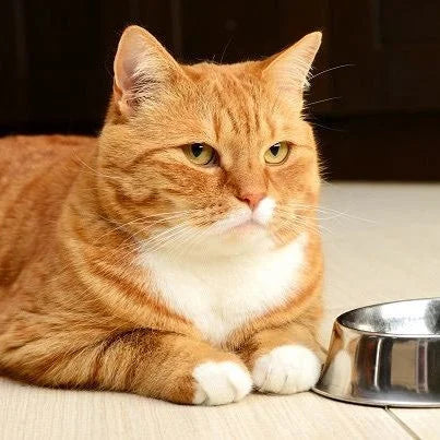 FeliMunch - Distributeur Automatique Chat