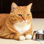 FeliMunch - Distributeur Automatique Chat
