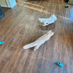 PurrChasix - Jouet Interactif Chat