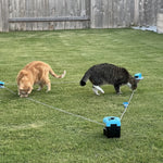 PurrChasix - Jouet Interactif Chat
